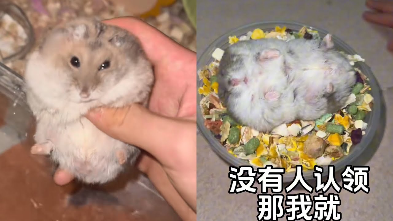 《胖胖越狱被捕记》#萌宠出道计划 #养鼠日常分享 #仓鼠宝宝的日常 #鼠鼠我呀 #仓鼠🐹