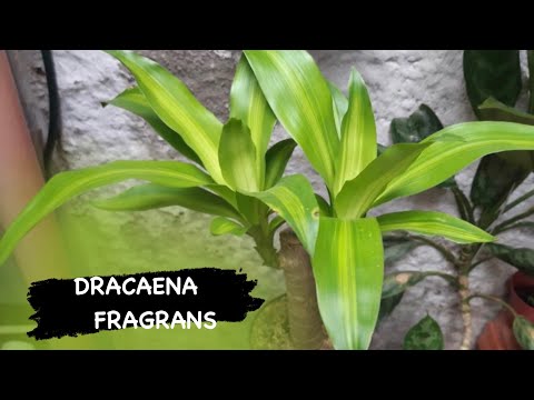 Video: Dracaena Bitki Yayılımı - Bir Dracaena Bitkisini Nasıl Yayacağınızı Öğrenin