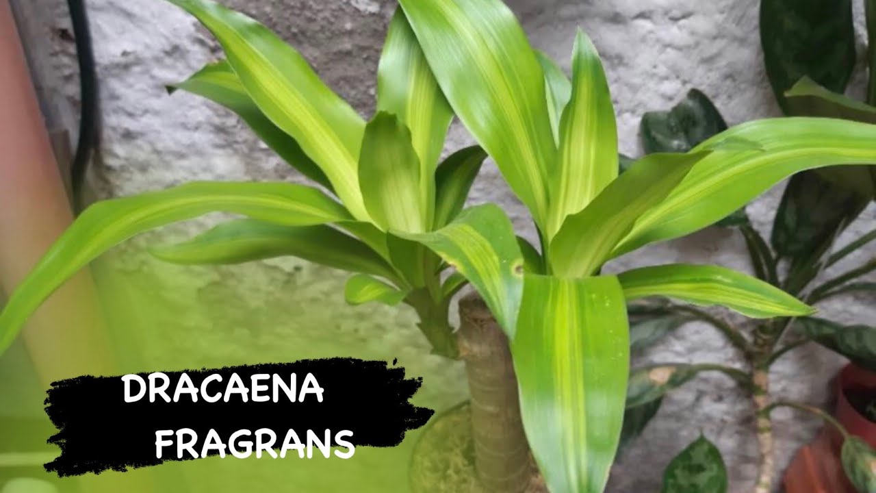 dracena plant janet craig Dracaena Janet Craig Compacta | 4