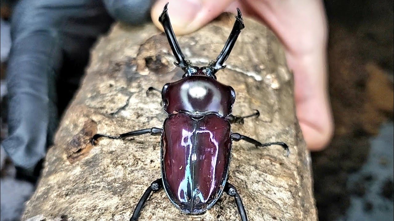 This rainbow stag beetle is actually a purple stag beetle. - YouTube