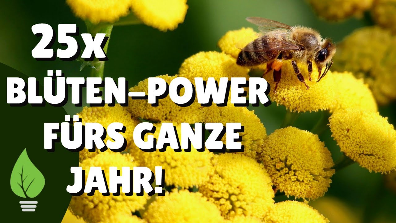 Mehrjährige Blütenwunder: Diese 25 Blumen blühen & blühen & blühen…💐✨