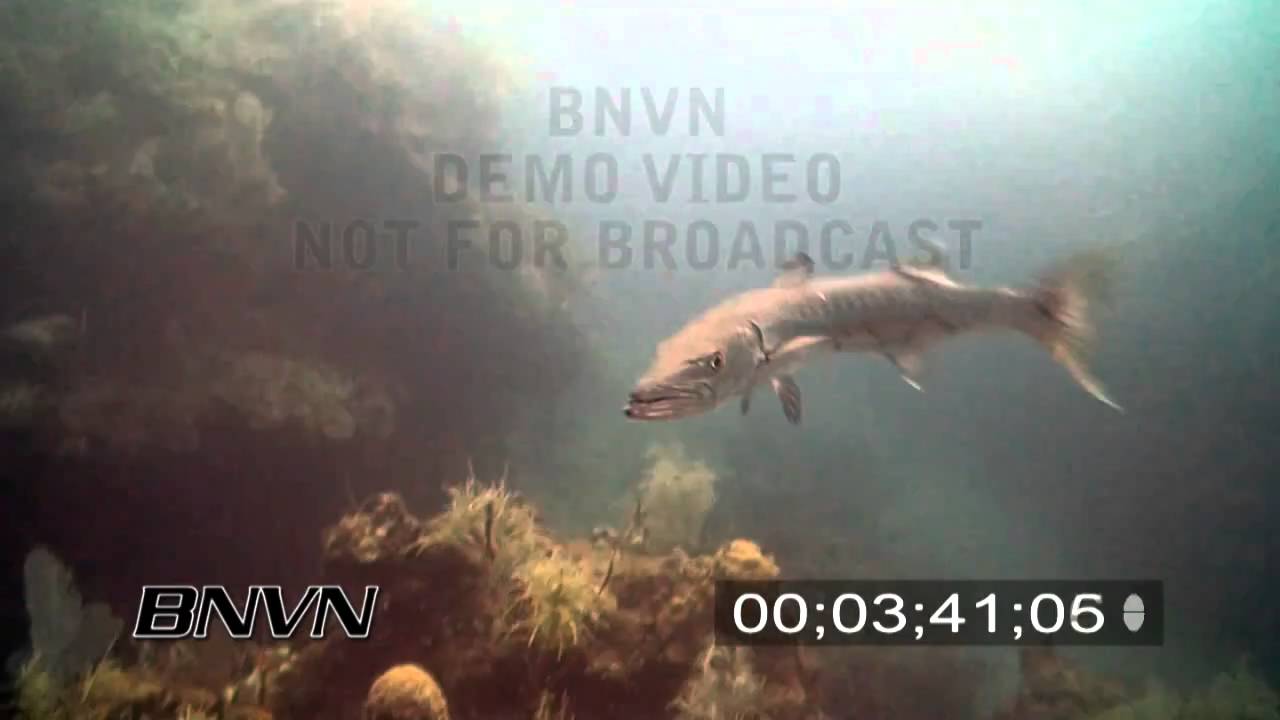 7/21/2007 Aggressive Barracuda stock footage