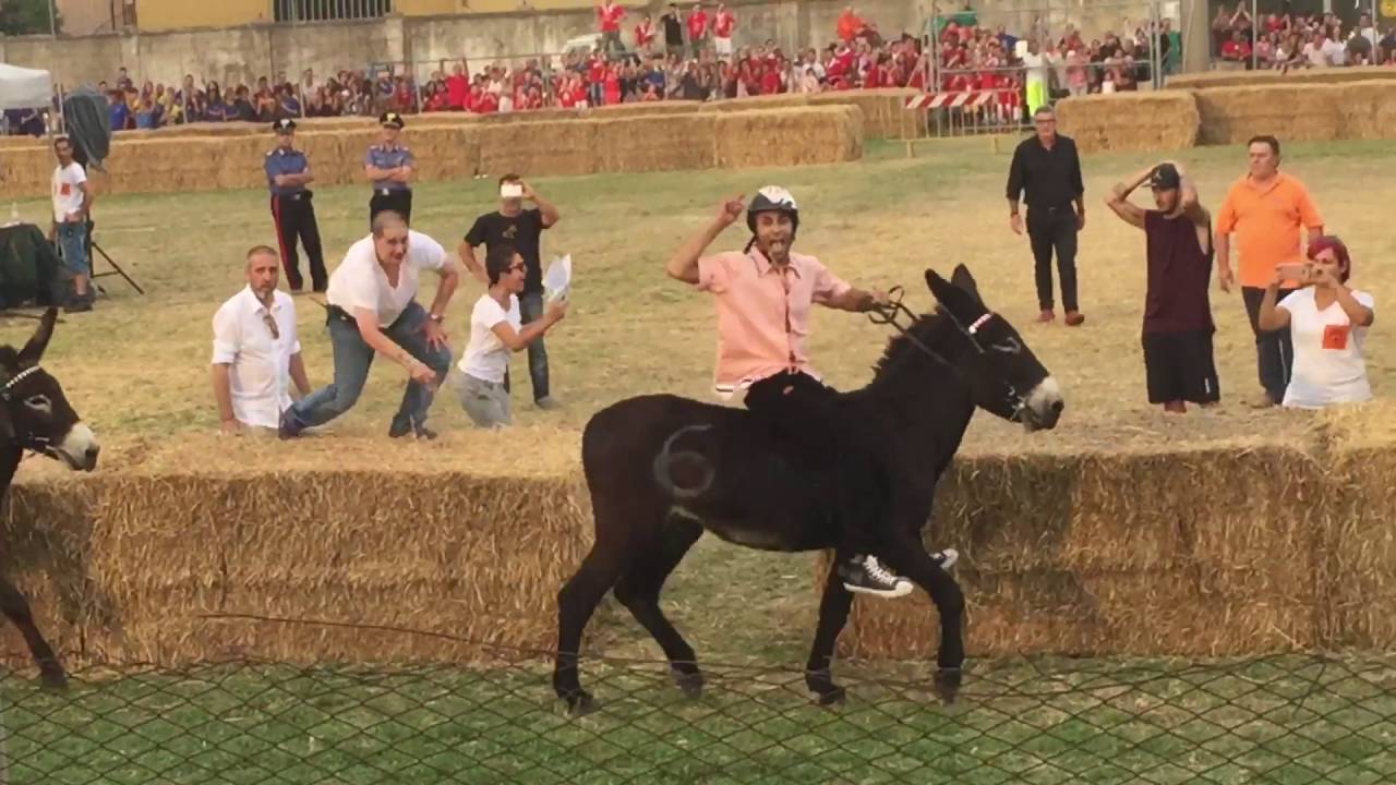 Palio dei ciuchi di Asciano 2016