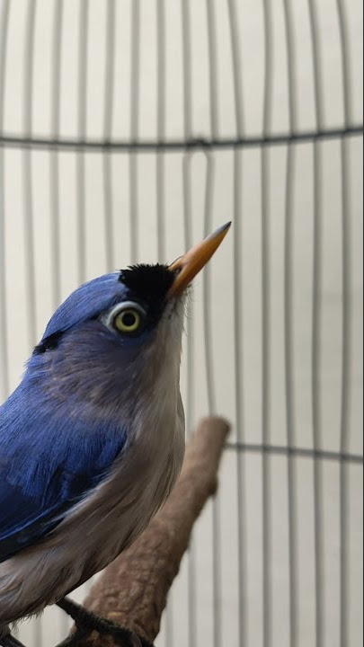 Burung Rambatan Paruh Merah, Suaranya Nembak Ngebren