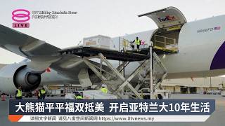 大熊猫平平福双抵美 开启亚特兰大10年生活【2026.09.28 八度空间午间新闻】