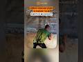VIRAL! GURU NGAJAR WORD DI PAPAN TULIS