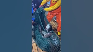 Caught on Camera: A Real Mermaid?! 😱🧜‍♀️🌊 #Shorts