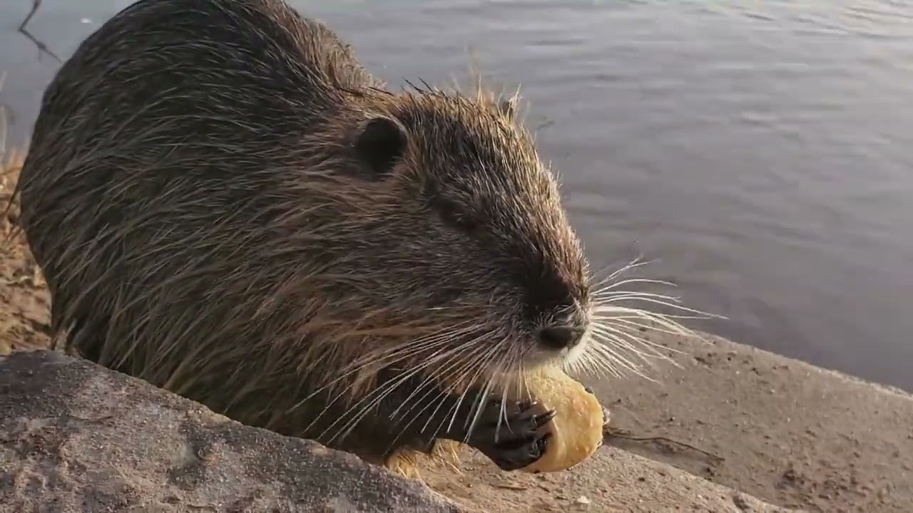 Sea animals sounds. Relax with sounds