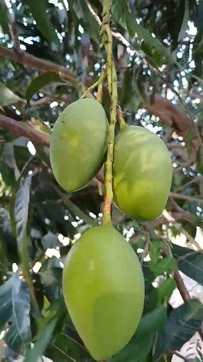 #Mamamarathu #pooveduthu #mango 🥭