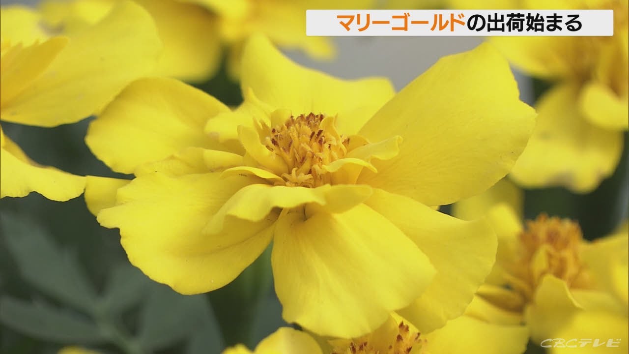 色鮮やかな黄色やオレンジ マリーゴールド2万鉢の出荷はじまる Youtube 色鮮やかな黄色やオレンジ マリーゴールド2万鉢の出荷はじまる Youtube