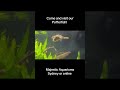 #aquarium #planetaquarium #fishtank #aquascapelowtech