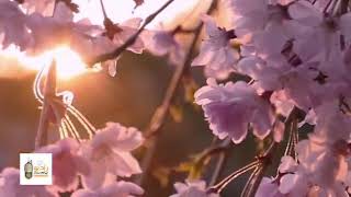 Салом Дар Фаслои Бахор