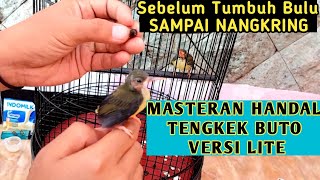 PIJANTUNG PISANG burung yang Katanya Gampang Mati, video lengkap Cara meloloh anakan pijantung