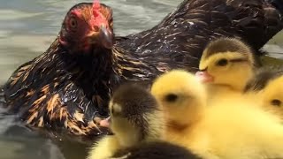 Mother hen dropped off her ducklings and learned to swim for them