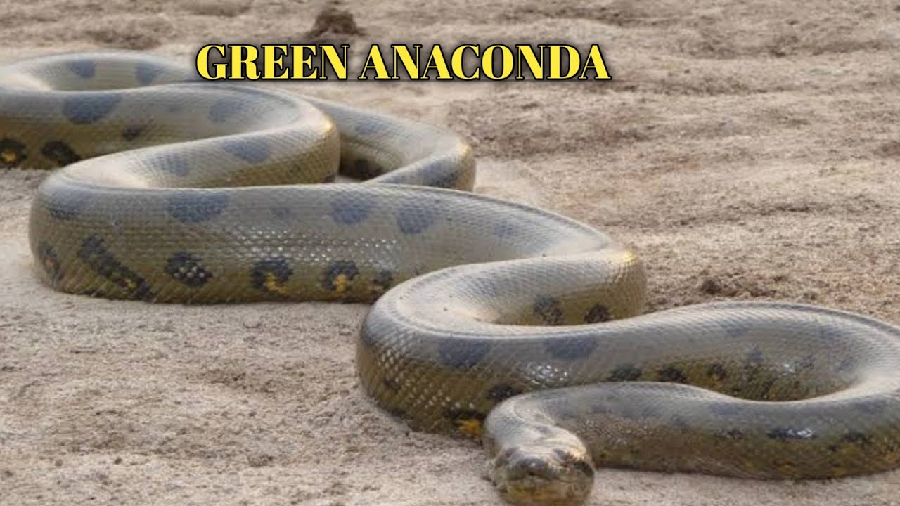 Amazon Jungle Ka Khatarnak Green Anaconda Amazon Jungle Anaconda
