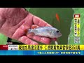台南仁德成災區! 家具泡泥水 屋主無奈"掃水" 疑抽水馬達沒運作 仁德觀賞魚業者慘賠250萬｜三立新聞LIVE