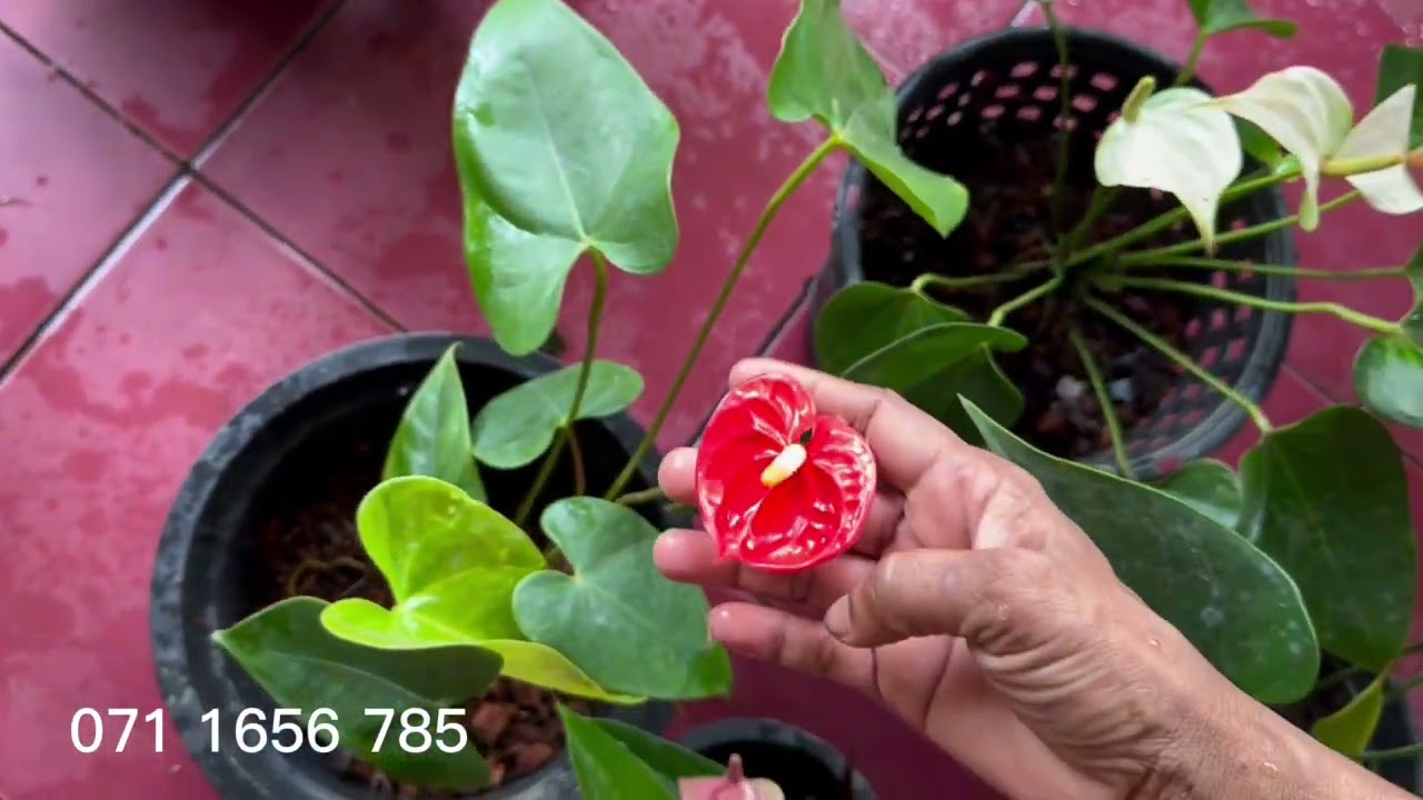 Easy Brian සහ Jaguar Green සමග පැකේජ්😍❤️| Alankara Plants🔥| 