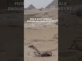 Planning a Trip to Egypt? Skip the Camel Rides 💔🐪