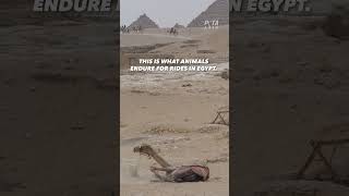 Planning a Trip to Egypt? Skip the Camel Rides 💔🐪