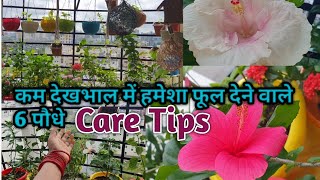 हमेशा फूल देने वाले ये पौधे permanent flowering plants and care tips