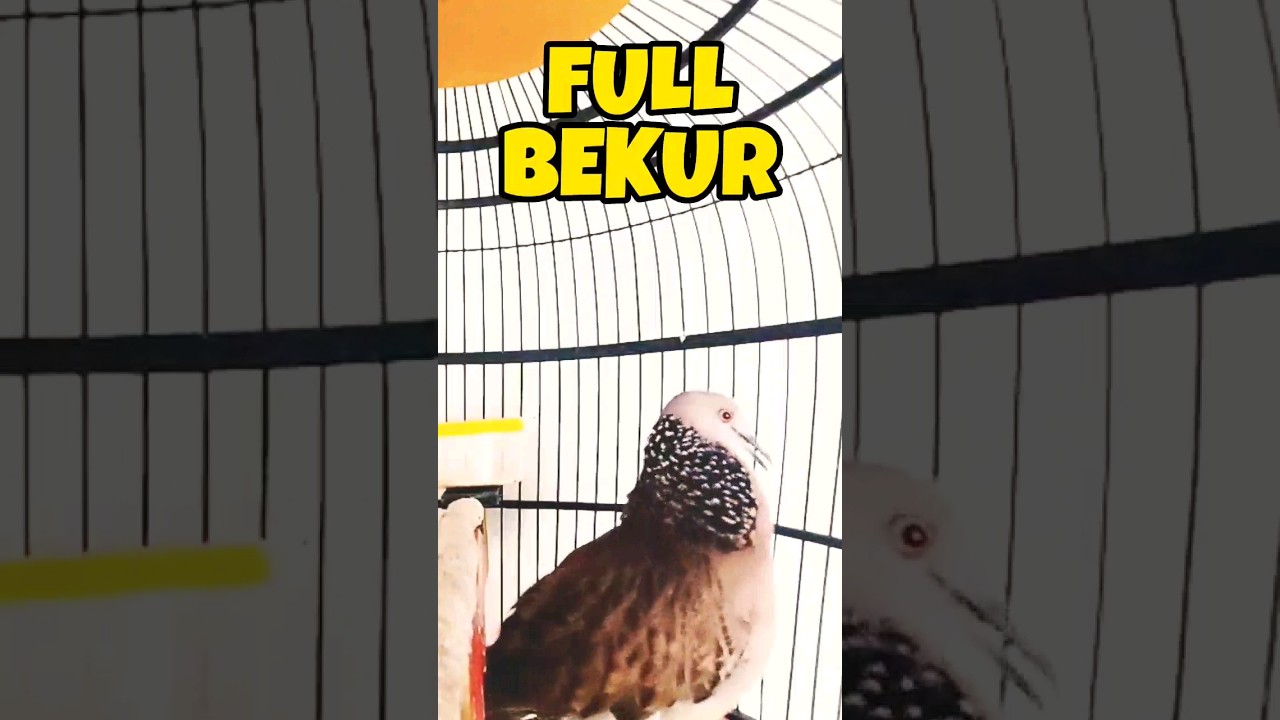 Suara Tekukur Bekur Memanggil Lawan ‼️