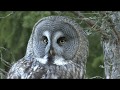 LAPPUGGLA  Great Grey Owl  (Strix nebulosa)  Klipp - 3426