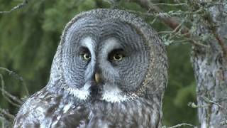 LAPPUGGLA  Great Grey Owl  (Strix nebulosa)  Klipp - 3426