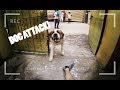 DOG ATTACK while I was doing Parkour in India!