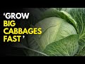 How To Grow Big Cabbages And Get Good Prices Cabbage Farming In Kenya