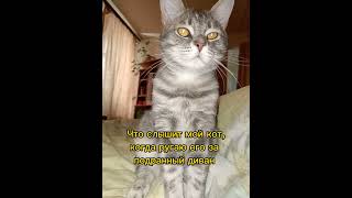 #Tiktok #Shortscats #Ржачныевидео #Cat #Приколы #Кот