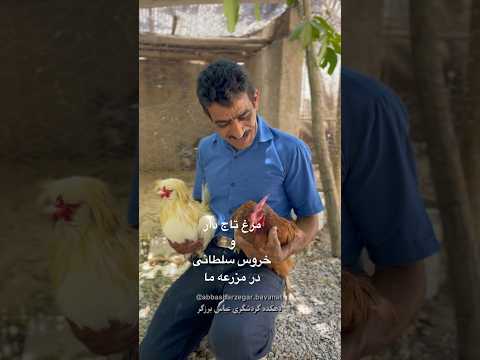 مرغ تاج دار و هروس سلطانی و مرغ و خروس های بامزه مزرعه ما بوانات زندگی روستایی مرغ و خروس