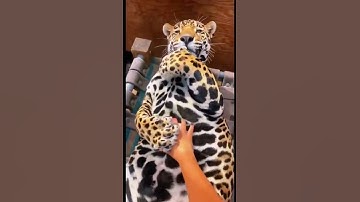 Big Jaguar Belly! ADORABLE