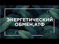 Энергетический обмен, АТФ | ЕГЭ Биология | Даниил Дарвин