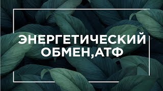 Энергетический обмен, АТФ | ЕГЭ Биология | Даниил Дарвин