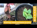 我的菜园：在花盆里种红薯叶，却意外的收获了红薯 / Planting sweet potatoes in pots | 咖啡渣作肥料（V147）