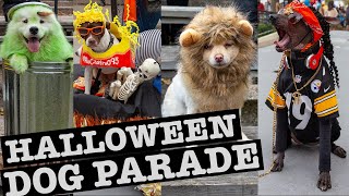 Halloween Dog Parade NYC & DogFriendly Spots