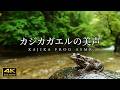 4K 映像 + 自然の音 / ASMR 柔らかな水音 カジカガエルの美声 鳥のさえずり 円原川
