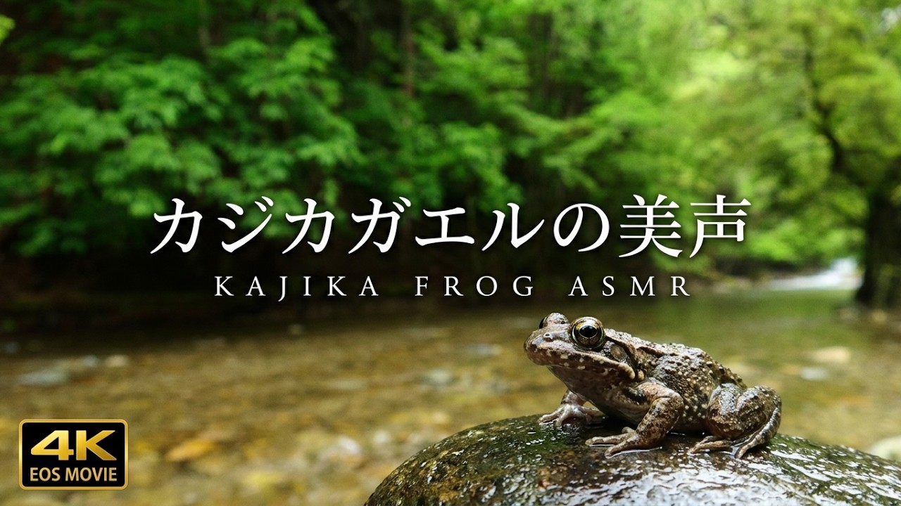4K 映像 + 自然の音 / ASMR 柔らかな水音 カジカガエルの美声 鳥のさえずり 円原川
