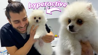 Bu Sevimli Köpek Çok Yaramaz İğne Olmamak İçin Savaştı