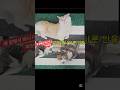 길고양이 캣닙 반응 레벨 차이ㅋㅋ#cat #길고양이 유튜브 #귀여운 고양이 #shorts #kucing lucu #cute #고양이 힐링영상 #고양이 웃긴 영상
