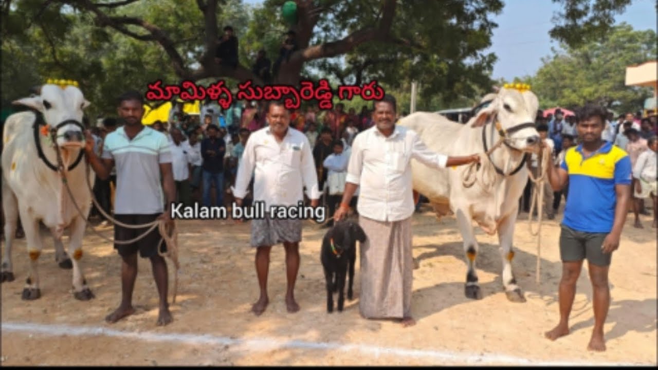 కామనూరు గ్రామం న్యూ క్యాటగిరి కి 8వ జత Basha bull racing305 watching