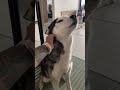 Husky greets owner with a full conversation when she comes home from work.