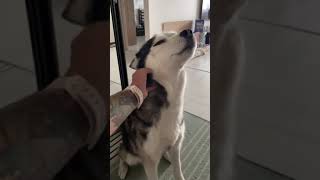 Husky greets owner with a full conversation when she comes home from work.