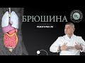 Серозные оболочки. Брюшина. Peritoneum