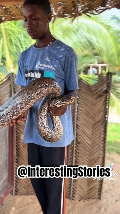 The boy grew up with python, This so scary 😟 He doesn’t fear too 😳# ...