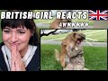 BRITISH Girl Reacts to Dogs lose it when their military heroes come home!!