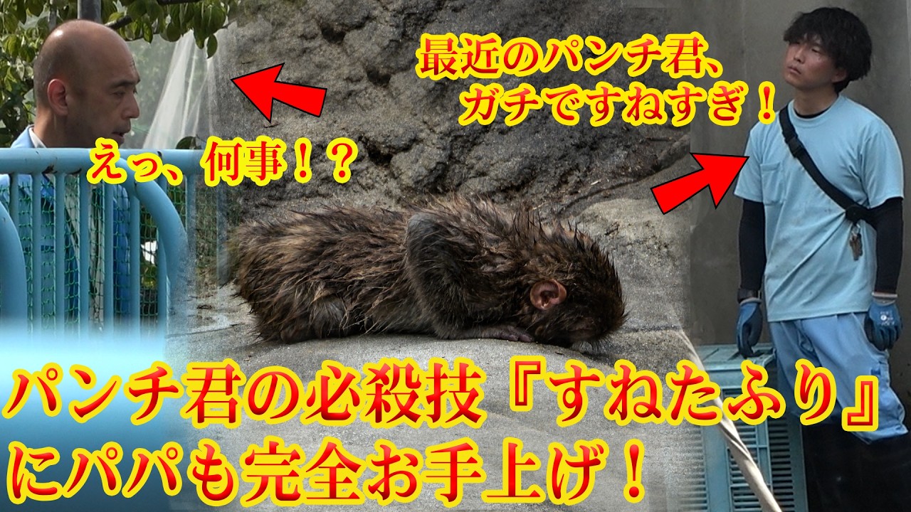 最新】2026年8月2日 パンチくん🐵パンチ君の必殺技『すねたふり