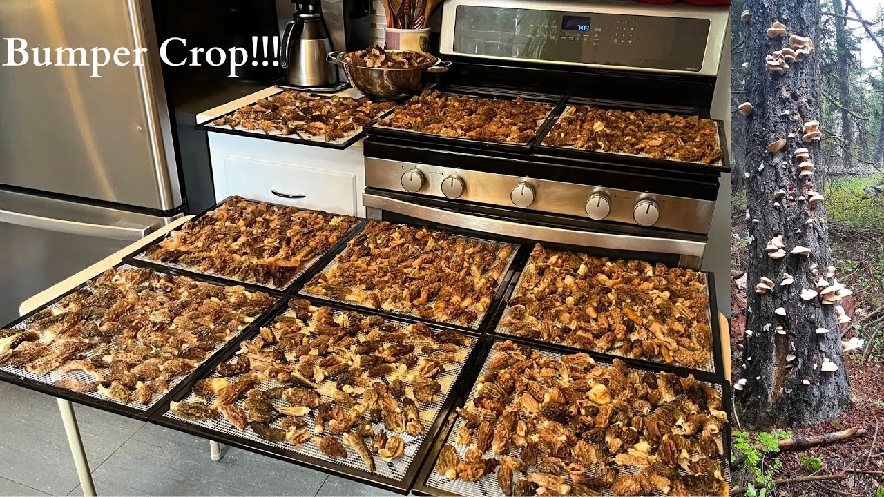 " Morel Mushroom Hunting Adventures in Idaho",Spring's Delicious Secret!!!