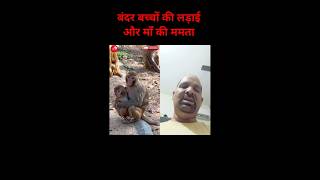 शरारती बंदर बच्चे 🐒 | माँ ने जान बचाई 😢 #Shorts
