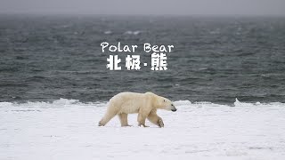 Run?! or Shot photo? When you meet a Polar bear in North4KHDR